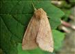 2313 (73.211) Angle-striped Sallow